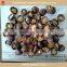 Shiiake mushroom sale, lentinus edodes