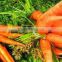 bulk fresh carrot seed oil for skin lightening products