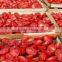 Hot Sun Dried Tomatoes for importers /Best quality/ competitive price