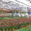 Large Tunnel galvanized Agricultural Greenhouse for Green Vegetables
