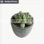 Hot sale mini succulent plants for home and garden decoration