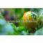 Natural tomato powder extract/tomato flavor powder/tomato powder
