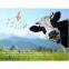 Rf-v26 Waterproof Mini Solar Power Gps Tracker Cow With Sos Button Alarm