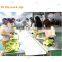 Automatic Vegetable Processing Plant Factory Different Vegetable Washing cutting drying packing production line