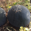 Maria Chinese black skin and diploid watermelon seeds