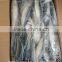 High Quality Frozen Pacific Mackerel with size 40 - 50 pcs / 9.5 kg