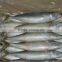 400-600G Pacific Mackerel Latin Name Scomber Japonicus