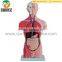 Human Body Anatomical Male Torso Model With Organ