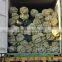 PVC Coated/Electro Galvanized And Hot-dipped Galvanized Chain Link Fence