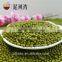 top quality Green Mung Beans sprouts/gernimation price