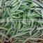 frozen stringless green bean