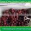 Import China Products of Fresh Red Globe Grape