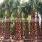 Washingtonia Filifera