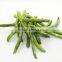Salty Chips Green Bean Chips Healthy Snack