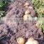 Fresh Potato From Bangladesh