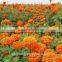 Hybrid F1 pigment marigold seeds deep orange F1