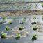black or black/silver or black/white mulch film for agriculture