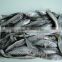 Zhengyuan Fozen Seafood Frozen Horse Mackerel