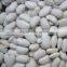 organic white kidney bean