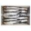 Frozen anchovy fish block for dried or canned