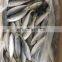 round scad frozen round scad fish galunggong whole round horse mackerel
