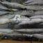 High quality frozen round scad mackerel with small size