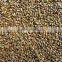 CASSIA TORA SEED BOLD QUALITY FROM INDIA