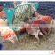 High quality wholesale galvanized hay feeder grain feeder for sheep & goat