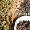 BLACK PEPPER VILACONIC