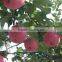 Apple type and pome fruit products type fresh red Qinguan apple