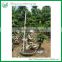Multi Root Ficus Bonsai Plant