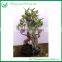 Ficus Bonsai Tree Sale
