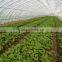 green plant protection netting insect proof net