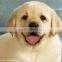 Efficient dog fish cat food production line