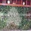 artificial green wall fake grass for indoor decoration plastic plant fire residence