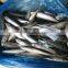 sea frozen Pacific mackerel 150~250g
