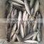 IQF light caught frozen round scad frozen horse mackerel