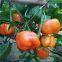 orange pepper seeds sweet pepper greenhouse plant  pepper seeds no.24