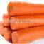 Good Quality Vegetable Root Cutting Machine/celery/lettuce/spinach Root Cutter