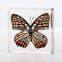 New Design Promotion Gifts Butterfly Wholesale Butterfly Paperweight