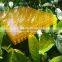 Solar Commercial Greenhouses for Hydroponics greenhouse
