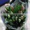 Most popular fashion beautiful cheap wholesale water lily