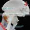 Hip joint skeleton anatomical model