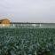 Fresh Carrot Crop Planted by Company