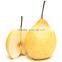 fresh ya pear&new crop&the most lowest price