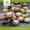Professional china origin onion with low price
