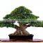 Ficus microcarpa bonsai