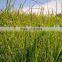 Vetiver Oil