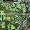 grass wall manufacturer packing System Modular Green Wall