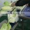 Vegetable cutting machine / vegetable slicing machine